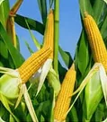 Jagung